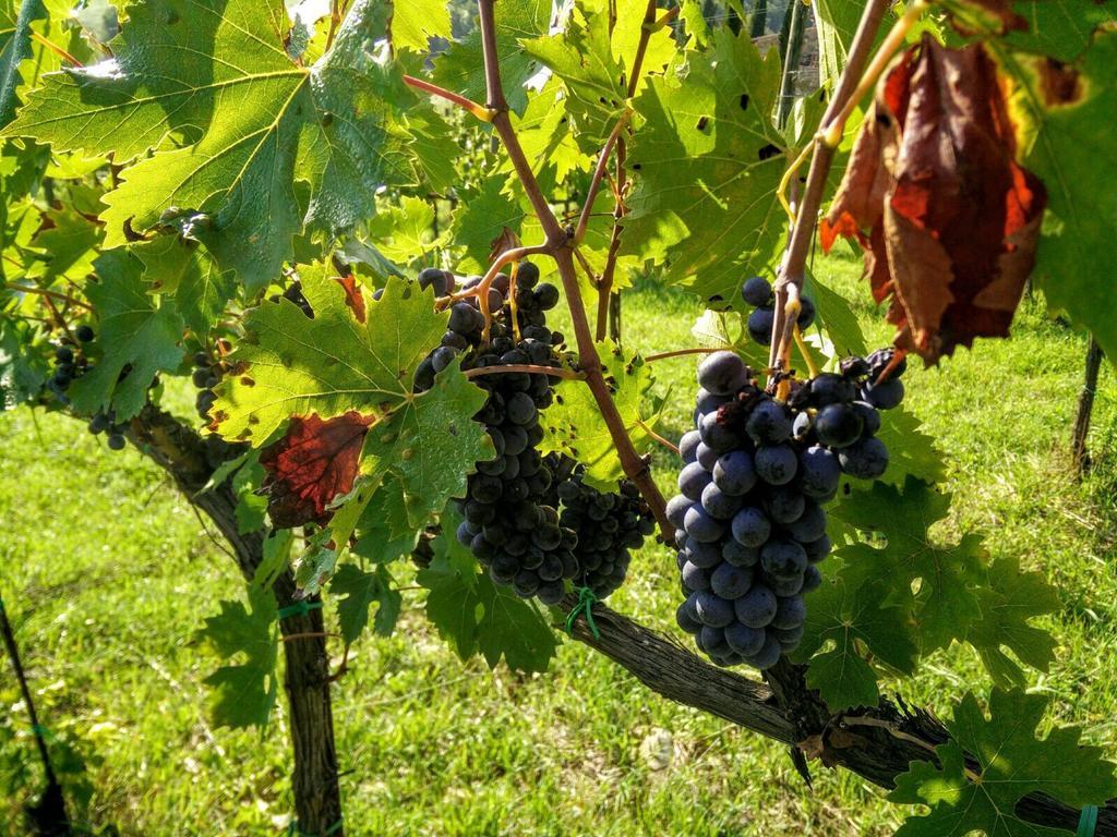 Podere Terreno Alla Via Della Volpaia Radda in Chianti Exterior foto